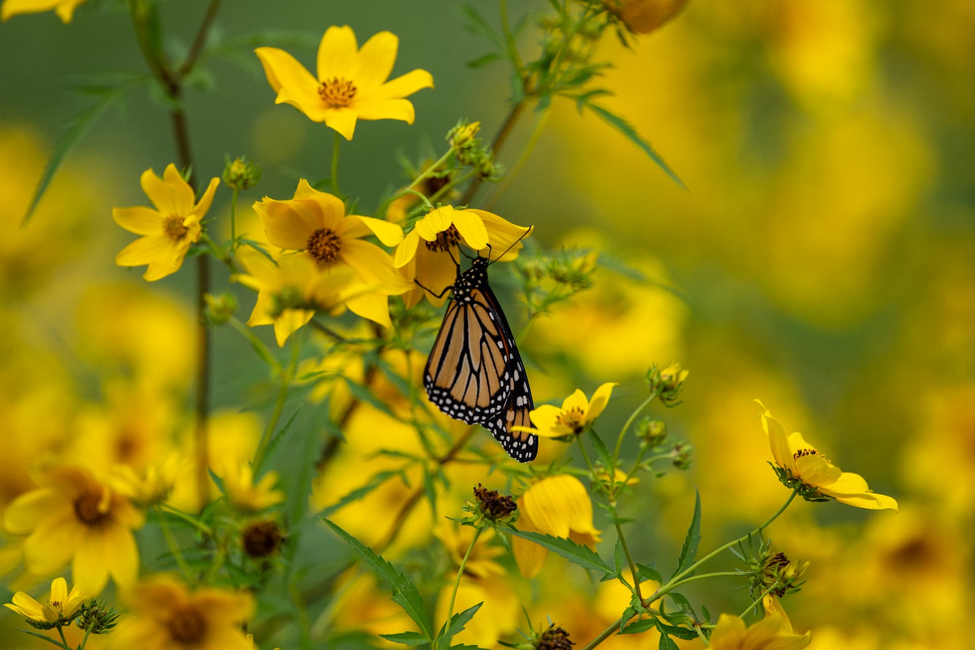 A monarch butterfly resting on bright yellow wildflowers