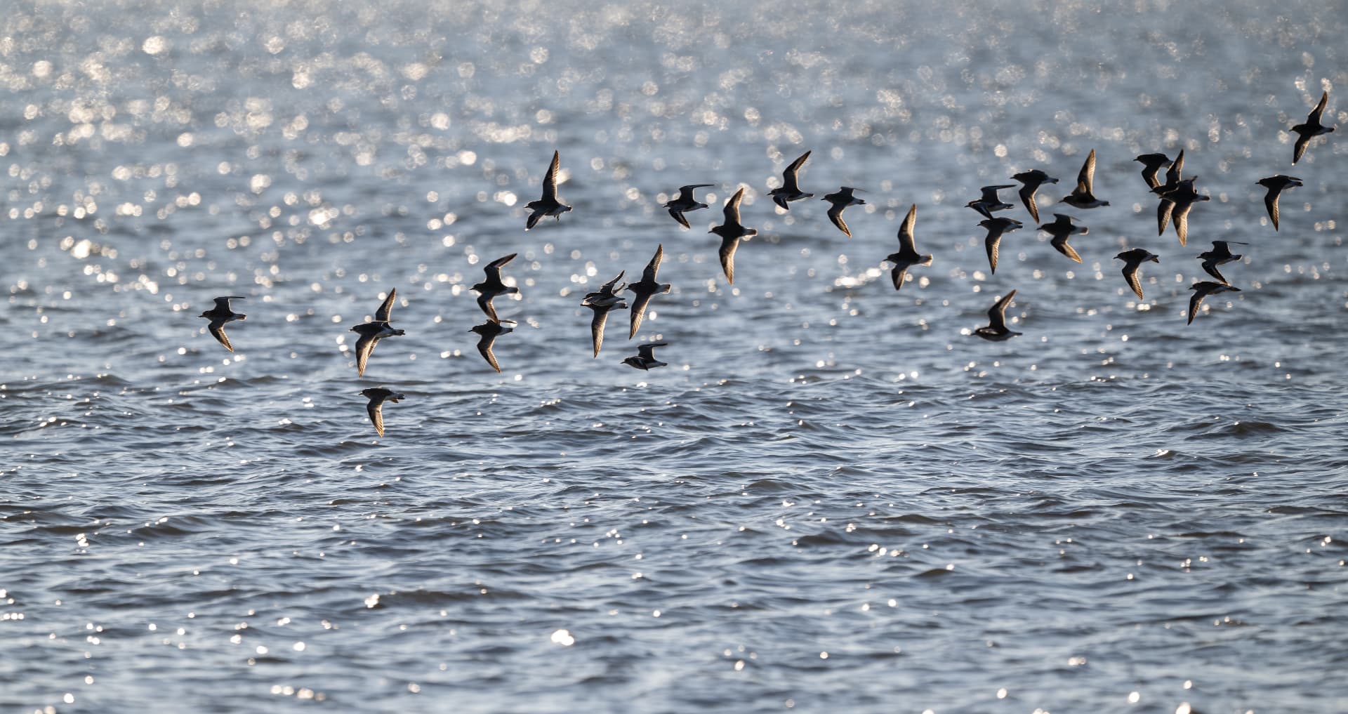 A flock of birds flying low over sunlit water