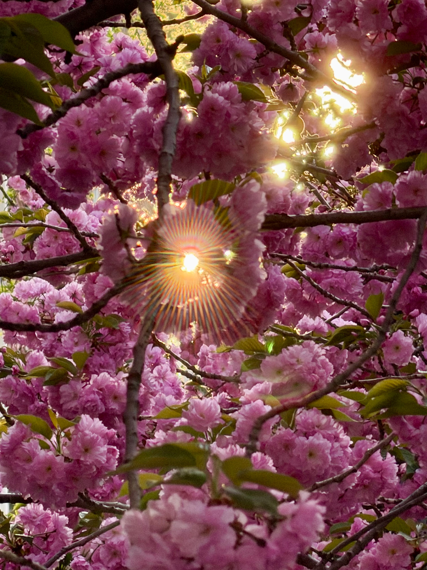 Sunlight streaming through branches of pink cherry blossoms