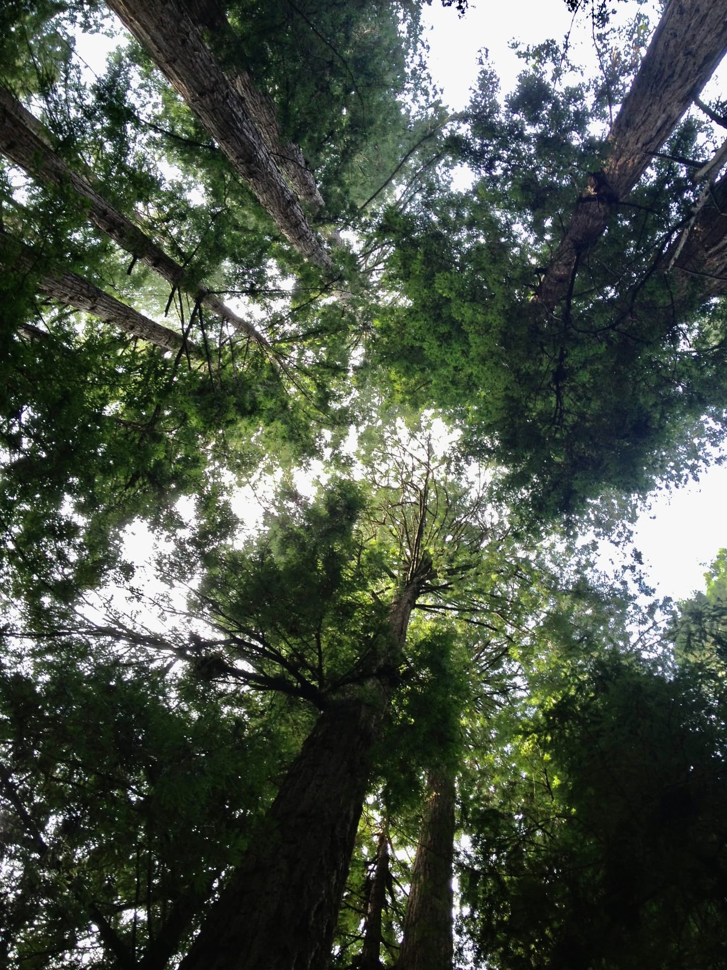 Looking upward through a canopy of tall green trees toward the light