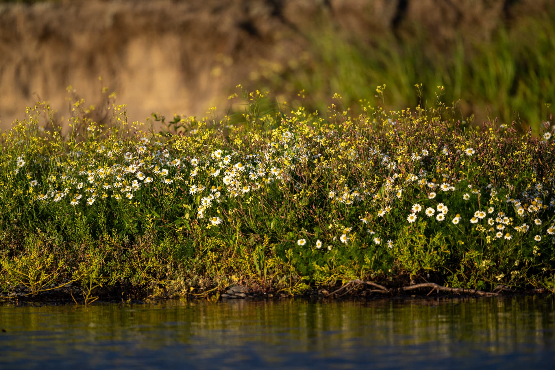 Wild daisies and yellow blossoms along a sunlit riverbank