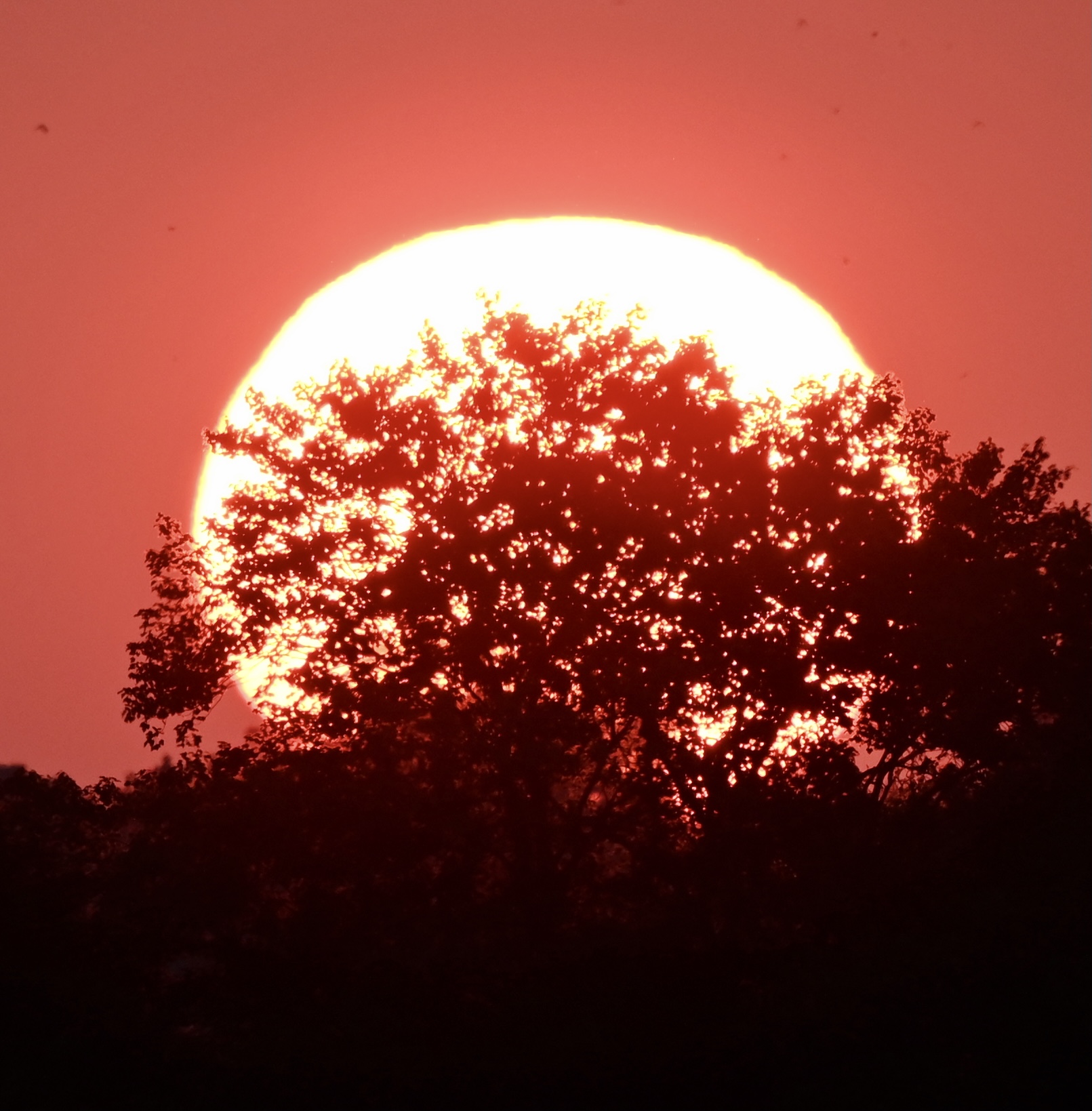 Golden sun setting behind a silhouetted tree line