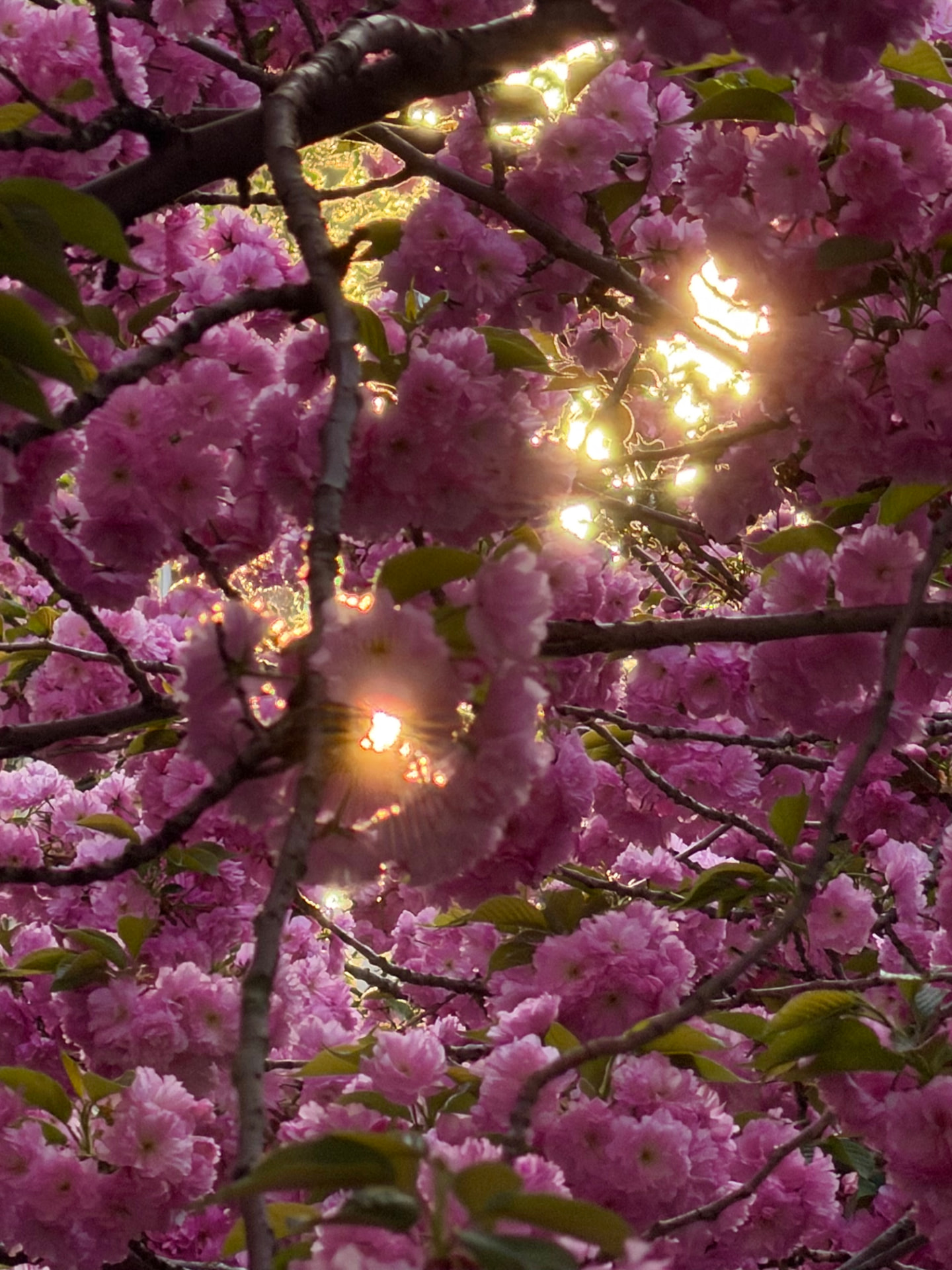 Sunlight breaking through branches of vivid pink blossoms