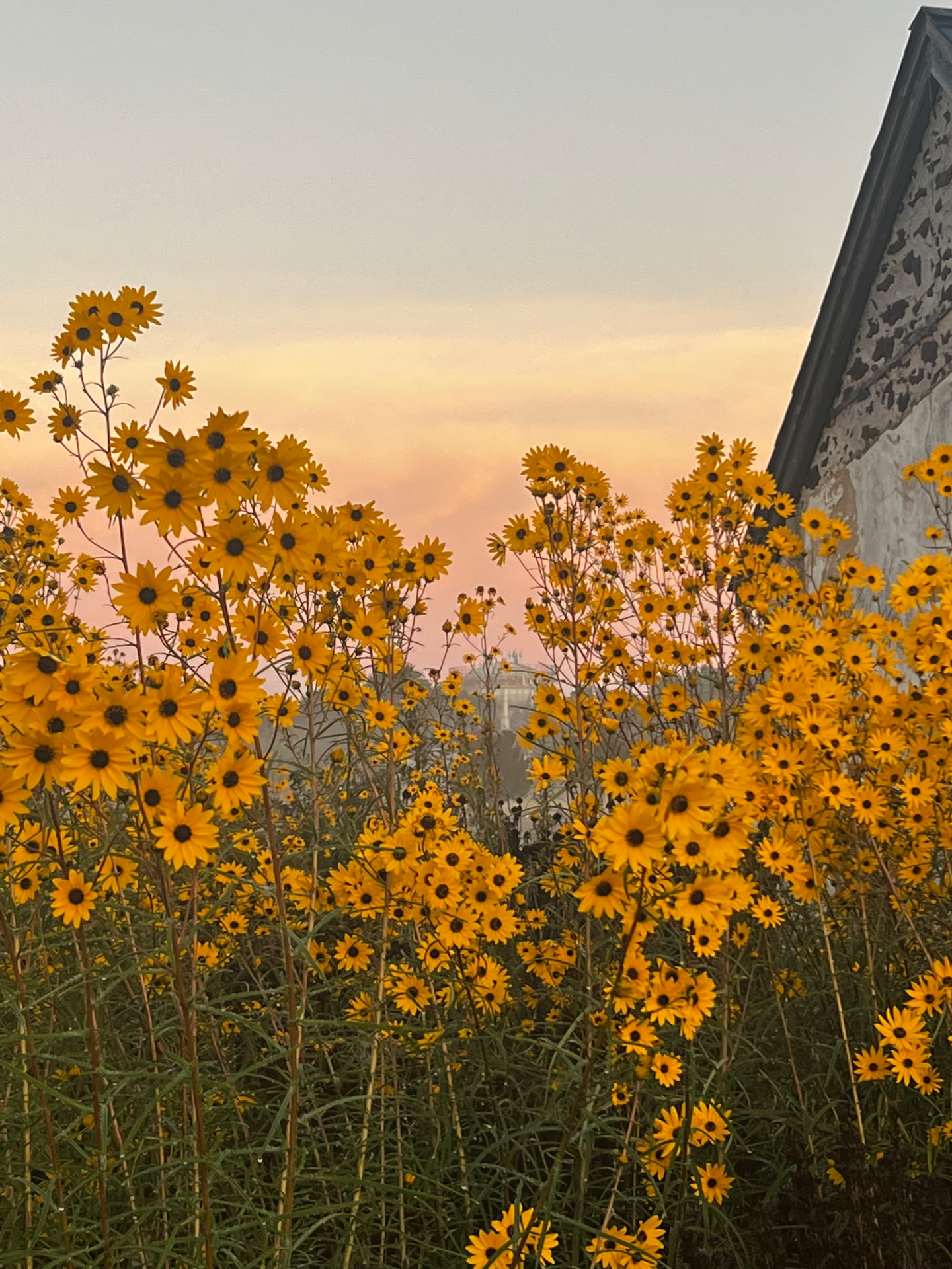 Golden wildflowers at sunset beside a weathered barn wall